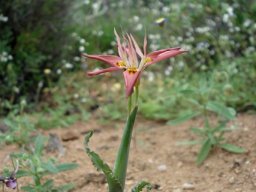 Moraea ciliata directing the traffic